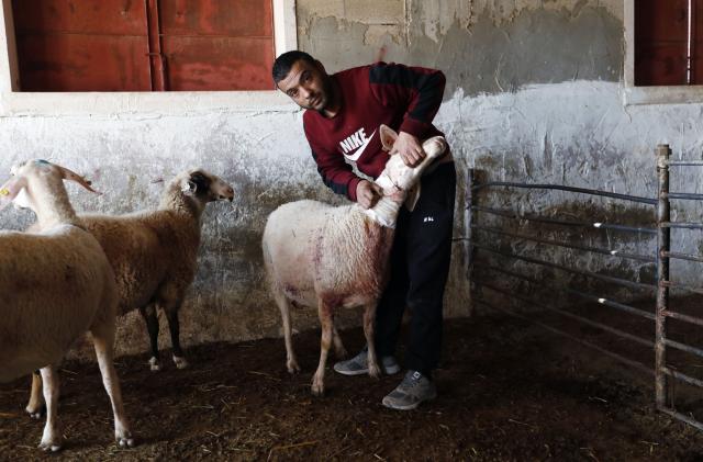 (251225) -- HEBRON, Dec. 25, 2025 (Xinhua) -- A Palestinian inspects sheep injured during an attack by Israeli settlers in the town of as-Samu in the Hebron governorate in the southern West Bank, on Dec. 23, 2025. Israeli police said on Tuesday they had arrested five Israelis suspected of attacking a Palestinian family in the West Bank town, injuring a mother and her three children.
   The suspects are among at least six people seen in CCTV footage from the family's home. In the video circulating on social media, the assailants are seen beating sheep and damaging property during an overnight raid. (Photo by Mamoun Wazwaz/Xinhua)