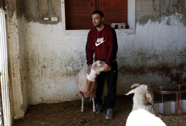 (251225) -- HEBRON, Dec. 25, 2025 (Xinhua) -- A Palestinian inspects sheep injured during an attack by Israeli settlers in the town of as-Samu in the Hebron governorate in the southern West Bank, on Dec. 23, 2025. Israeli police said on Tuesday they had arrested five Israelis suspected of attacking a Palestinian family in the West Bank town, injuring a mother and her three children.
   The suspects are among at least six people seen in CCTV footage from the family's home. In the video circulating on social media, the assailants are seen beating sheep and damaging property during an overnight raid. (Photo by Mamoun Wazwaz/Xinhua)