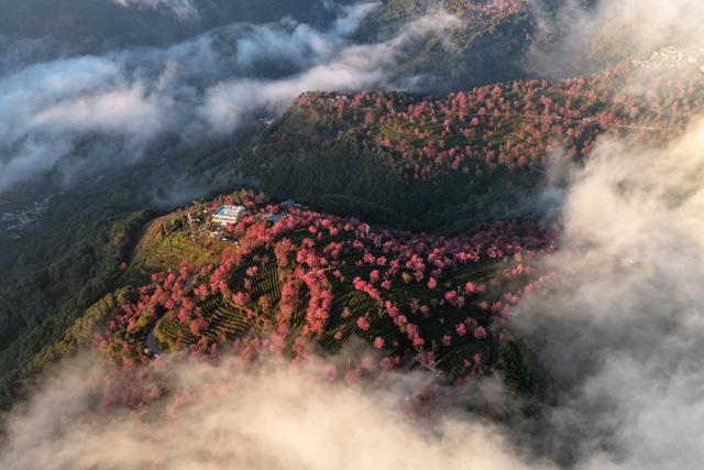 (251225) -- NANJIAN, Dec. 25, 2025 (Xinhua) -- An aerial drone photo taken on Dec. 20, 2025 shows winter cherry blossoms at Wuliang Mountain in Nanjian Yi Autonomous County, southwest China's Yunnan Province. (Photo by Gong Zujin/Xinhua)