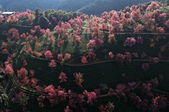 (251225) -- NANJIAN, Dec. 25, 2025 (Xinhua) -- A drone photo taken on Dec. 24, 2025 shows winter cherry blossoms at Wuliang Mountain in Nanjian Yi Autonomous County, southwest China's Yunnan Province. (Xinhua/Liu Lianfen)