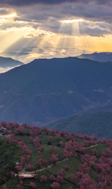 (251225) -- NANJIAN, Dec. 25, 2025 (Xinhua) -- A drone photo taken on Dec. 24, 2025 shows winter cherry blossoms at Wuliang Mountain in Nanjian Yi Autonomous County, southwest China's Yunnan Province. (Xinhua/Chen Shuo)