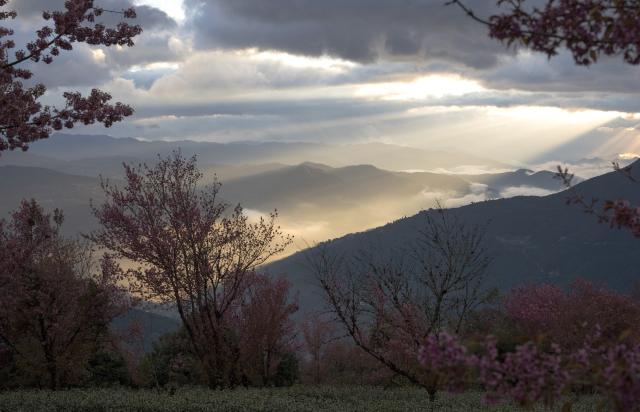 (251225) -- NANJIAN, Dec. 25, 2025 (Xinhua) -- This photo taken on Dec. 24, 2025 shows winter cherry blossoms at Wuliang Mountain in Nanjian Yi Autonomous County, southwest China's Yunnan Province. (Xinhua/Du Xiaoyi)