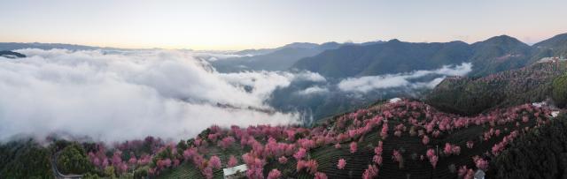 (251225) -- NANJIAN, Dec. 25, 2025 (Xinhua) -- An aerial drone photo taken on Dec. 20, 2025 shows winter cherry blossoms at Wuliang Mountain in Nanjian Yi Autonomous County, southwest China's Yunnan Province. (Photo by Shi Zhihong/Xinhua)
