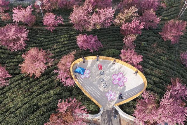 (251225) -- NANJIAN, Dec. 25, 2025 (Xinhua) -- An aerial drone photo taken on Dec. 24, 2025 shows people visiting Wuliang Mountain in Nanjian Yi Autonomous County, southwest China's Yunnan Province. (Photo by Gong Zujin/Xinhua)