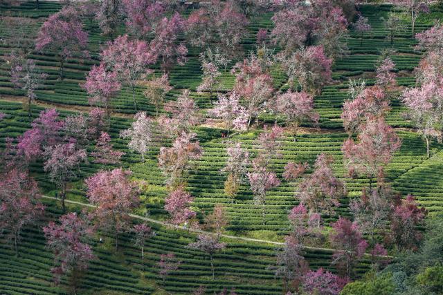 (251225) -- NANJIAN, Dec. 25, 2025 (Xinhua) -- This photo taken on Dec. 24, 2025 shows winter cherry blossoms at Wuliang Mountain in Nanjian Yi Autonomous County, southwest China's Yunnan Province. (Xinhua/Chen Shuo)