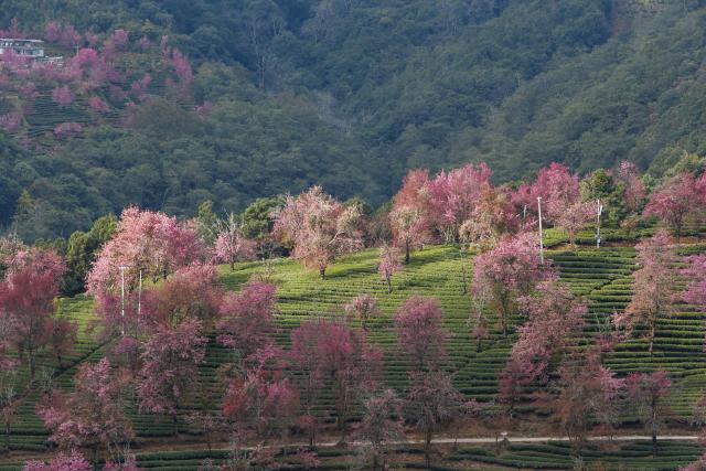(251225) -- NANJIAN, Dec. 25, 2025 (Xinhua) -- This photo taken on Dec. 24, 2025 shows winter cherry blossoms at Wuliang Mountain in Nanjian Yi Autonomous County, southwest China's Yunnan Province. (Xinhua/Chen Shuo)