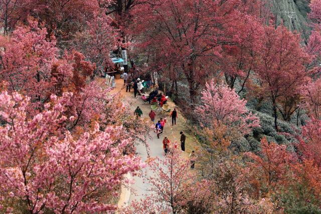 (251225) -- NANJIAN, Dec. 25, 2025 (Xinhua) -- People visit the Wuliang Mountain in Nanjian Yi Autonomous County, southwest China's Yunnan Province, Dec. 24, 2025. (Xinhua/Liu Lianfen)