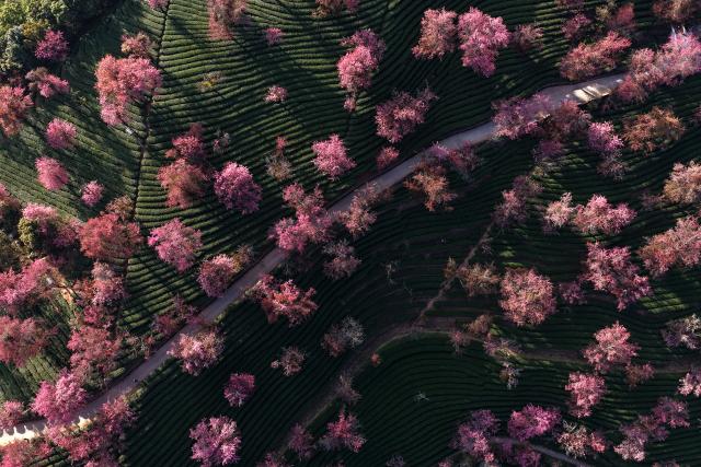 (251225) -- NANJIAN, Dec. 25, 2025 (Xinhua) -- An aerial drone photo taken on Dec. 24, 2025 shows winter cherry blossoms at Wuliang Mountain in Nanjian Yi Autonomous County, southwest China's Yunnan Province. (Xinhua/Liu Lianfen)