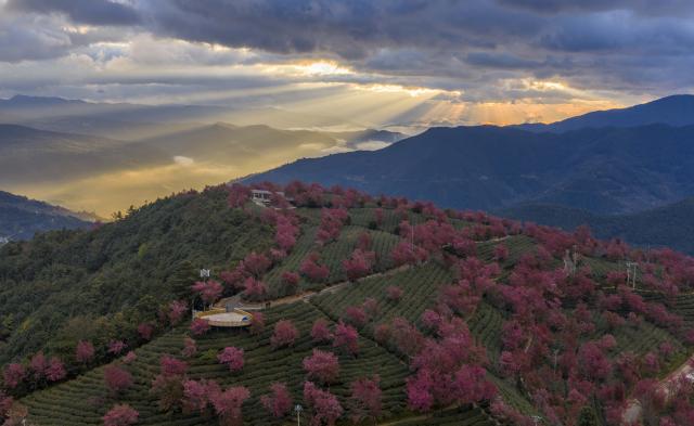 (251225) -- NANJIAN, Dec. 25, 2025 (Xinhua) -- A drone photo taken on Dec. 24, 2025 shows winter cherry blossoms at Wuliang Mountain in Nanjian Yi Autonomous County, southwest China's Yunnan Province. (Xinhua/Chen Shuo)