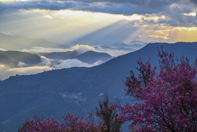(251225) -- NANJIAN, Dec. 25, 2025 (Xinhua) -- This photo taken on Dec. 24, 2025 shows winter cherry blossoms at Wuliang Mountain in Nanjian Yi Autonomous County, southwest China's Yunnan Province. (Xinhua/Chen Shuo)