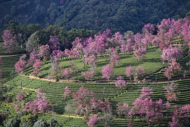 (251225) -- NANJIAN, Dec. 25, 2025 (Xinhua) -- This photo taken on Dec. 24, 2025 shows winter cherry blossoms at Wuliang Mountain in Nanjian Yi Autonomous County, southwest China's Yunnan Province. (Xinhua/Chen Shuo)