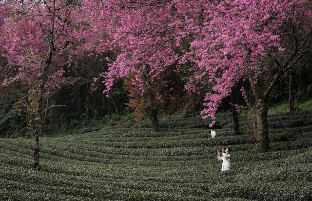 (251225) -- NANJIAN, Dec. 25, 2025 (Xinhua) -- A woman visits a tea garden at Wuliang Mountain in Nanjian Yi Autonomous County, southwest China's Yunnan Province, Dec. 24, 2025. (Xinhua/Du Xiaoyi)