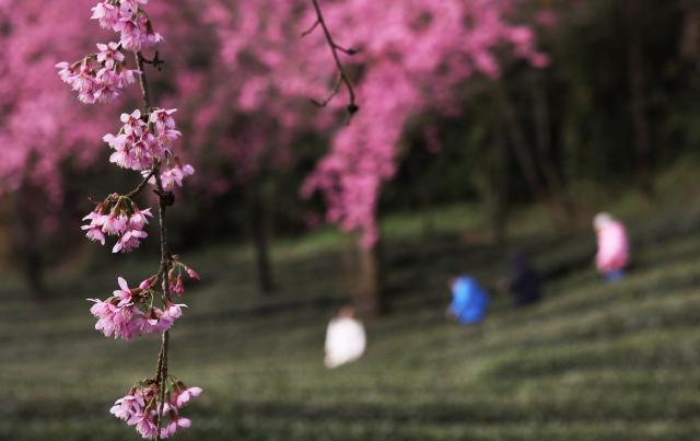 (251225) -- NANJIAN, Dec. 25, 2025 (Xinhua) -- People visit a tea garden at Wuliang Mountain in Nanjian Yi Autonomous County, southwest China's Yunnan Province, Dec. 24, 2025. (Xinhua/Du Xiaoyi)