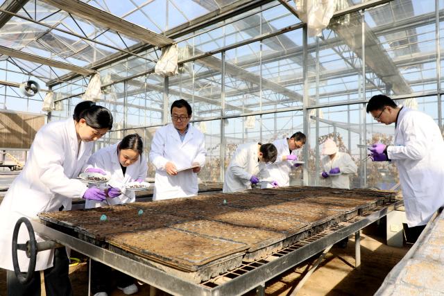 (251226) -- XI'AN, Dec. 26, 2025 (Xinhua) -- Ma Fengwang, a professor at the College of Horticulture of Northwest A&F University (NWAFU), conducts an apple variety breeding experiment with his team members in Yangling, northwest China's Shaanxi Province, Feb. 26, 2025. TO GO WITH "Across China: The making of China's apple capital on the Loess Plateau" (Xinhua)