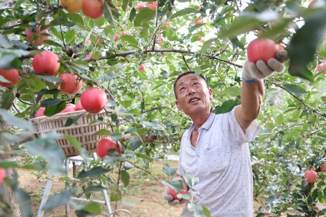 (251226) -- XI'AN, Dec. 26, 2025 (Xinhua) -- A farmer picks apples at an orchard in Luochuan County, northwest China's Shaanxi Province, Aug. 26, 2025. TO GO WITH "Across China: The making of China's apple capital on the Loess Plateau" (Xinhua)