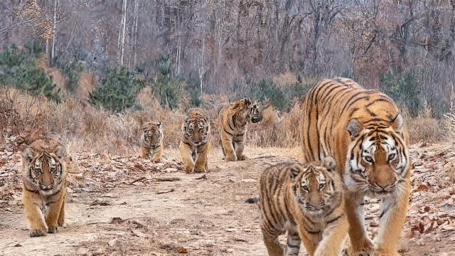 (251226) -- CHANGCHUN, Dec. 26, 2025 (Xinhua) -- This image taken in November 2025 shows a female Siberian tiger and her five cubs at the Northeast China Tiger and Leopard National Park in Hunchun, northeast China's Jilin Province. TO GO WITH "China reports its first sighting of wild Siberian tiger quintuplets" (Xinhua)