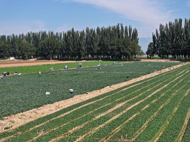 (251227) -- YINCHUAN, Dec. 27, 2025 (Xinhua) -- A plantation for cold-climate vegetables is pictured in Changxin Township of Helan County, Yinchuan City, northwest China's Ningxia Hui Autonomous Region, July 4, 2024. TO GO WITH "Across China: China's fresh produce finds favor in Central Asian market" (Xinhua/Liu Hai)