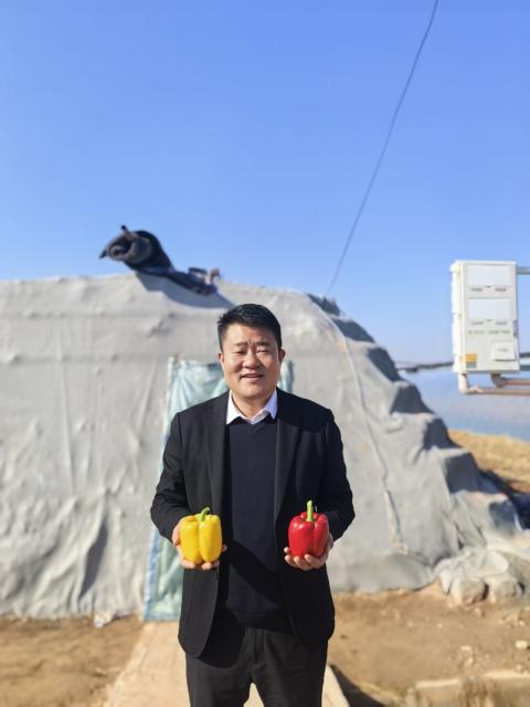 (251227) -- YINCHUAN, Dec. 27, 2025 (Xinhua) -- Shang Jinhua, general manager of Ningxia Zhonghui Agricultural Technology Co., Ltd., displays bell peppers at a plantation in Fengzhuang Village, Zhongwei City, northwest China's Ningxia Hui Autonomous Region, Nov. 27, 2025. TO GO WITH "Across China: China's fresh produce finds favor in Central Asian market" (Xinhua)