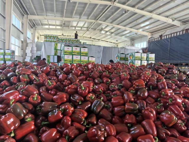 (251227) -- YINCHUAN, Dec. 27, 2025 (Xinhua) -- Harvested bell peppers to be exported to Kazakhstan are seen in Fengzhuang Village, Zhongwei City, northwest China's Ningxia Hui Autonomous Region, Nov. 27, 2025. TO GO WITH "Across China: China's fresh produce finds favor in Central Asian market" (Xinhua)