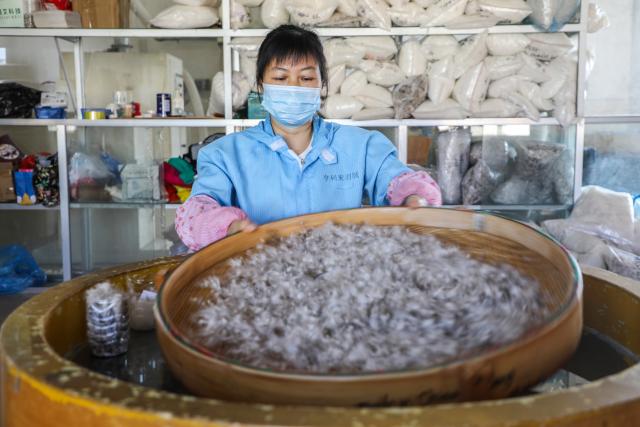 (251227) -- NANNING, Dec. 27, 2025 (Xinhua) -- This photo taken on Dec. 19, 2025 shows a worker examining down quality at a down company in Qiaoxu Town, Gangnan District of Guigang City, south China's Guangxi Zhuang Autonomous Region. Gangnan District in Guigang City of Guangxi is called "Home of down industry in China". Starting from the 1980s, the local down industry now mainly gathers in Qiaoxu Town, which after over 40 years of development, has formed a complete industrial chain covering primary feather selecting and processing, washed feather and down processing and down products making. Nowadays, there are 170 relative companies in Gangnan District, producing a total volume of feather and down of about 90,000 tonnes a year. (Xinhua/Cao Yiming)