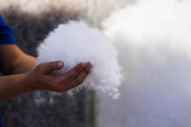 (251227) -- NANNING, Dec. 27, 2025 (Xinhua) -- This photo taken on Dec. 18, 2025 shows a worker holding produced eiderdown in Qiaoxu Town, Gangnan District of Guigang City, south China's Guangxi Zhuang Autonomous Region. Gangnan District in Guigang City of Guangxi is called "Home of down industry in China". Starting from the 1980s, the local down industry now mainly gathers in Qiaoxu Town, which after over 40 years of development, has formed a complete industrial chain covering primary feather selecting and processing, washed feather and down processing and down products making. Nowadays, there are 170 relative companies in Gangnan District, producing a total volume of feather and down of about 90,000 tonnes a year. (Xinhua/Cao Yiming)