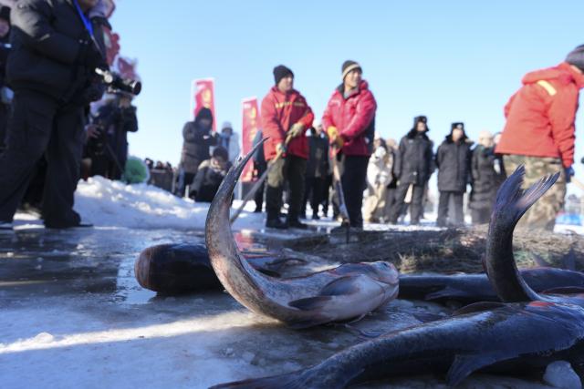 (251227) -- DAQING, Dec. 27, 2025 (Xinhua) -- This photo taken on Dec. 27, 2025 shows a winter fishing event of a Nadam fair on the frozen Lianhuan Lake in Mongolian Autonomous County of Dorbod, Daqing City, northeast China's Heilongjiang Province. An ice and snow Nadam fair featuring winter fishing kicked off here on Saturday. The integrated development fishery, and cultural and tourism industry in Dorbod has not only boosted tourism market, but also increased the income of local fishermen. (Xinhua/Wang Song)