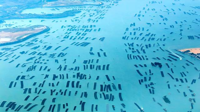 (251227) -- QINZHOU, Dec. 27, 2025 (Xinhua) -- An aerial drone photo taken on Dec. 27, 2025 shows oyster cultivation fields in the Maowei Sea in Qinzhou, south China's Guangxi Zhuang Autonomous Region. In winter, the Maowei Sea in Guangxi presents picturesque scenery. In recent years, Guangxi has implemented high-standard ecological protection of the marine environment in the Beibu Gulf, transforming the Maowei Sea into a new cultural and tourism landmark. (Xinhua/Zhang Ailin)