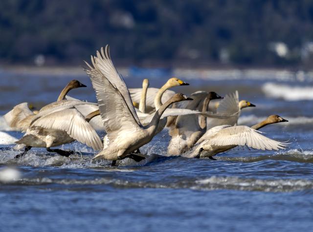 (251228) -- FUZHOU, Dec. 28, 2025 (Xinhua) -- Tundra swans are pictured at the Minjiang River estuary nature reserve in southeast China's Fujian Province, Dec. 27, 2025.
  The Minjiang River estuary wetland serves as an important stopover for bird migration between East Asia and Australia. A large number of tundra swans flock in to rest and forage here every winter. (Xinhua/Wei Peiquan)