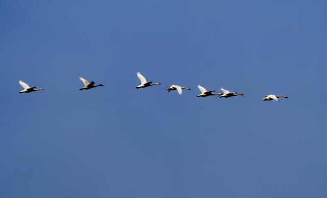 (251228) -- FUZHOU, Dec. 28, 2025 (Xinhua) -- Tundra swans fly over the Minjiang River estuary nature reserve in southeast China's Fujian Province, Dec. 27, 2025.
  The Minjiang River estuary wetland serves as an important stopover for bird migration between East Asia and Australia. A large number of tundra swans flock in to rest and forage here every winter. (Xinhua/Wei Peiquan)