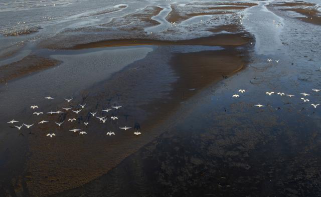 (251228) -- FUZHOU, Dec. 28, 2025 (Xinhua) -- A drone photo shows tundra swans flying over the Minjiang River estuary nature reserve in southeast China's Fujian Province, Dec. 27, 2025.
  The Minjiang River estuary wetland serves as an important stopover for bird migration between East Asia and Australia. A large number of tundra swans flock in to rest and forage here every winter. (Xinhua/Wei Peiquan)