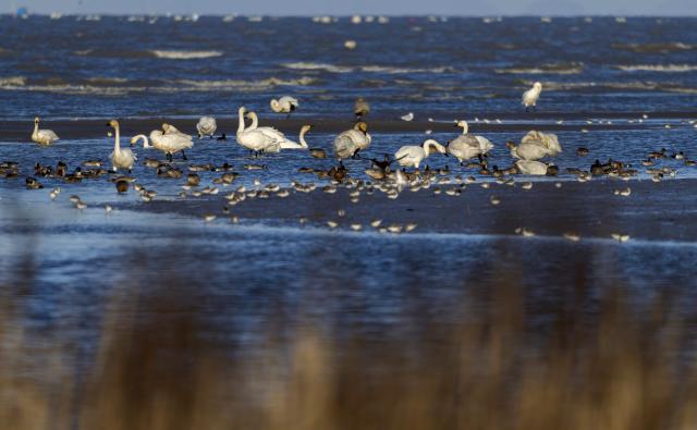 (251228) -- FUZHOU, Dec. 28, 2025 (Xinhua) -- Tundra swans forage at the Minjiang River estuary nature reserve in southeast China's Fujian Province, Dec. 27, 2025.
  The Minjiang River estuary wetland serves as an important stopover for bird migration between East Asia and Australia. A large number of tundra swans flock in to rest and forage here every winter. (Xinhua/Wei Peiquan)
