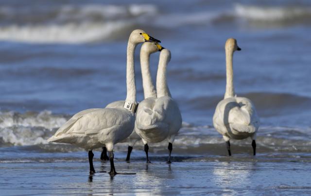 (251228) -- FUZHOU, Dec. 28, 2025 (Xinhua) -- Tundra swans (one of them wearing migration tracking tag) forage at the Minjiang River estuary nature reserve in southeast China's Fujian Province, Dec. 27, 2025.
  The Minjiang River estuary wetland serves as an important stopover for bird migration between East Asia and Australia. A large number of tundra swans flock in to rest and forage here every winter. (Xinhua/Wei Peiquan)