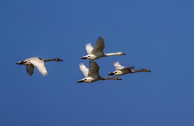 (251228) -- FUZHOU, Dec. 28, 2025 (Xinhua) -- Tundra swans fly over the Minjiang River estuary nature reserve in southeast China's Fujian Province, Dec. 27, 2025.
  The Minjiang River estuary wetland serves as an important stopover for bird migration between East Asia and Australia. A large number of tundra swans flock in to rest and forage here every winter. (Xinhua/Wei Peiquan)