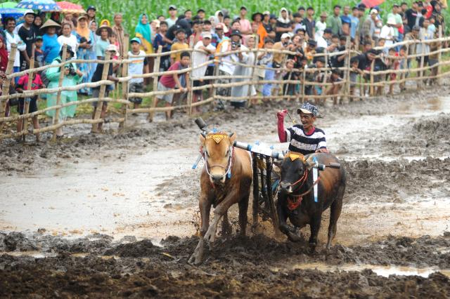 (251228) -- PROBOLINGGO, Dec. 28, 2025 (Xinhua) -- A man and his bulls participate in Karapan Sapi Brujul, a traditional bull racing event, in Probolinggo, Indonesia, on Dec. 27, 2025. (Photo by Sahlan Kurniawan/Xinhua)