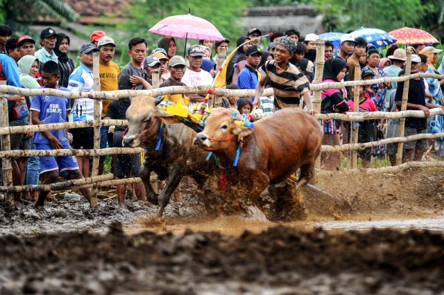 (251228) -- PROBOLINGGO, Dec. 28, 2025 (Xinhua) -- A man and his bulls participate in Karapan Sapi Brujul, a traditional bull racing event, in Probolinggo, Indonesia, on Dec. 27, 2025. (Photo by Sahlan Kurniawan/Xinhua)