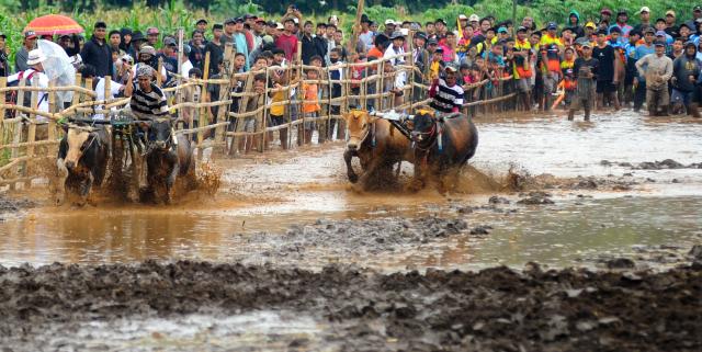 (251228) -- PROBOLINGGO, Dec. 28, 2025 (Xinhua) -- People and their bulls participate in Karapan Sapi Brujul, a traditional bull racing event, in Probolinggo, Indonesia, on Dec. 27, 2025. (Photo by Sahlan Kurniawan/Xinhua)
