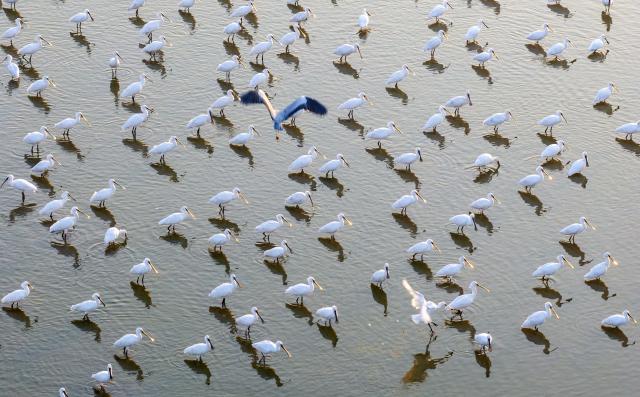 (251229) -- BEIJING, Dec. 29, 2025 (Xinhua) -- A drone photo taken on Dec. 28, 2025 shows birds resting on a lake at the Lixiahe National Wetland Park in Xinghua City, east China's Jiangsu Province. (Photo by Tang Dehong/Xinhua)