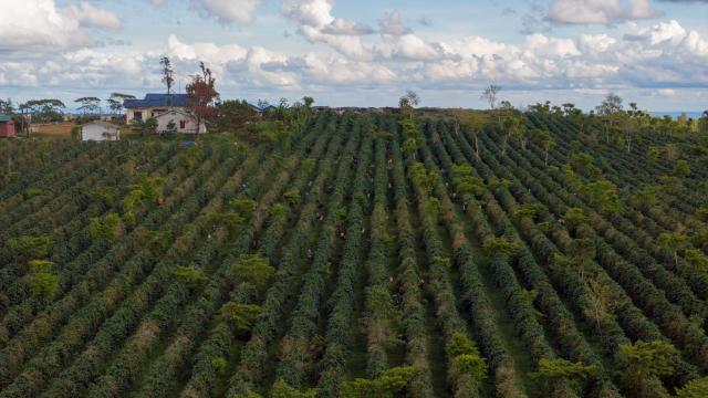 (251230) -- CHAMPASAK, Dec. 30, 2025 (Xinhua) -- This aerial drone photo shows farmers harvesting coffee beans at a coffee plantation in Champasak Province, Laos, Dec. 17, 2025. TO GO WITH "Feature: Lao coffee's aroma goes global" (Photo by Kaikeo Saiyasane/Xinhua)