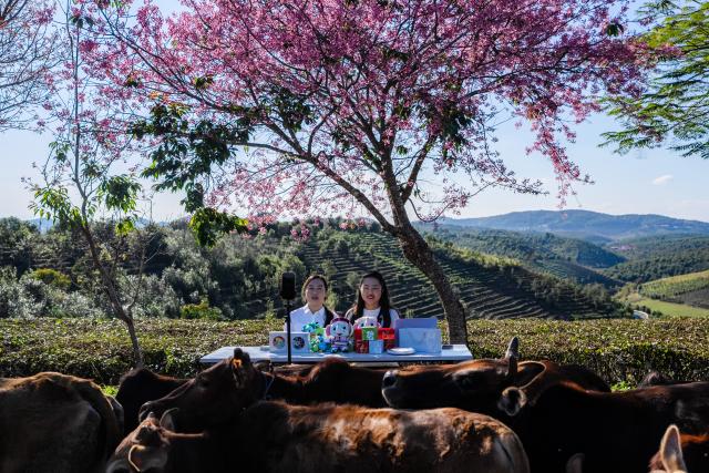 (251231) -- JINGHONG, Dec. 31, 2025 (Xinhua) -- Wei Chun (R) promotes local specialty products via livestreaming in Dadugang Township of Jinghong City, Xishuangbanna Dai Autonomous Prefecture, southwest China's Yunnan Province, Dec. 22, 2025. Wei Chun used to work at an international hotel in a first-tier city. In June 2024, she became an agricultural manager of a collective economy company in Dadugang Township, a role locals refer to as the "Village CEO." 
   Under her leadership, idle factory buildings and vacant land were transformed into cafes, educational spaces, and campsites, providing recreational spaces for visitors. Wei also offered free training in coffee making, tea art, and rural hospitality management, improving service quality and expanding employment opportunities for villagers.
   By 2025, Wei has helped more than 100 villagers acquire new skills and attracted nine talents returning home to start businesses here. (Xinhua/Hu Chao)