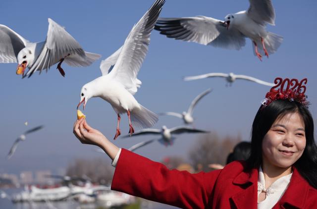 (260101) -- BEIJING, Jan. 1, 2026 (Xinhua) -- A woman feeds black-headed gulls at the Dianchi Lake scenic spot in Kunming, southwest China's Yunnan Province on Jan. 1, 2026. People across China celebrate the arrival of 2026 with a wide range of festivities on Thursday, the first day of the year. (Photo by Liang Zhiqiang/Xinhua)