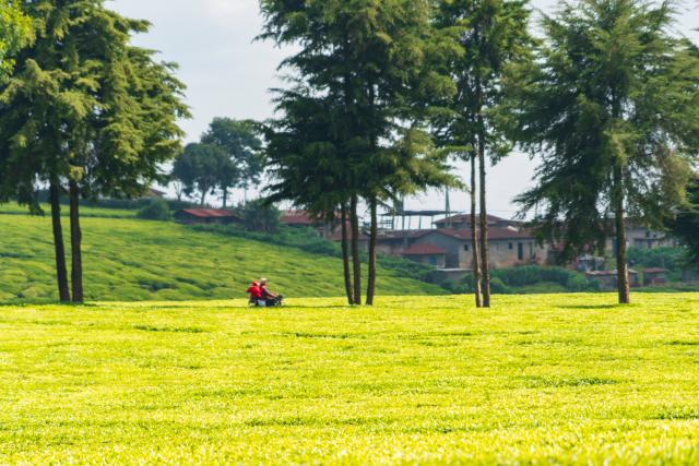 (260101) -- KIAMBU, Jan. 1, 2026 (Xinhua) -- This photo taken on Jan. 1, 2026 shows the scenery of a tea garden in Kiambu, Kenya. (Xinhua/Xie Jianfei)