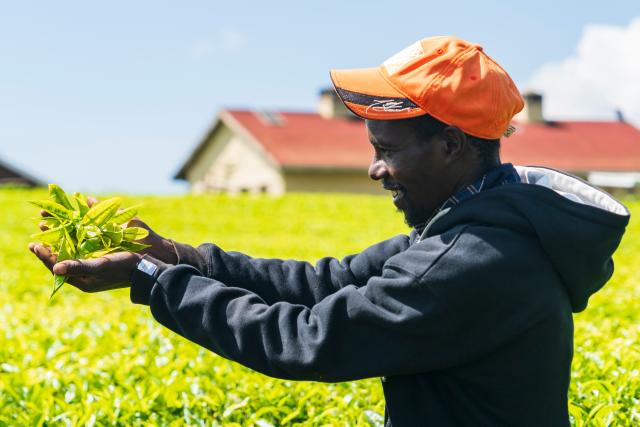 (260101) -- KIAMBU, Jan. 1, 2026 (Xinhua) -- A man picks tea leaves at a tea garden in Kiambu, Kenya, Jan. 1, 2026. (Xinhua/Xie Jianfei)