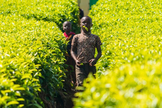 (260101) -- KIAMBU, Jan. 1, 2026 (Xinhua) -- Children are pictured at a tea garden in Kiambu, Kenya, Jan. 1, 2026. (Xinhua/Xie Jianfei)