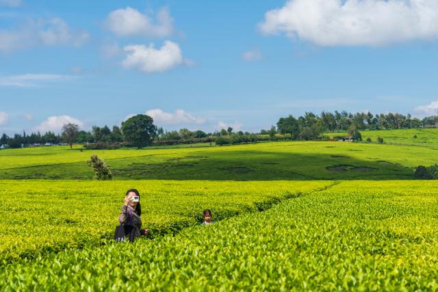 (260101) -- KIAMBU, Jan. 1, 2026 (Xinhua) -- Tourists enjoy the scenery of a tea garden in Kiambu, Kenya, Jan. 1, 2026 (Xinhua/Xie Jianfei)