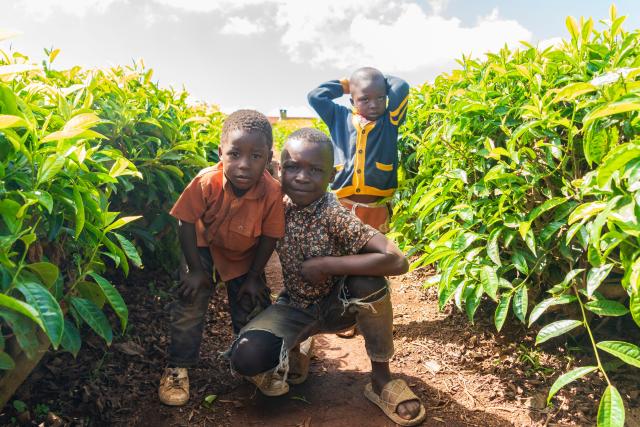 (260101) -- KIAMBU, Jan. 1, 2026 (Xinhua) -- Children are pictured at a tea garden in Kiambu, Kenya, Jan. 1, 2026. (Xinhua/Xie Jianfei)