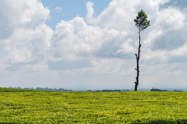 (260101) -- KIAMBU, Jan. 1, 2026 (Xinhua) -- This photo taken on Jan. 1, 2026 shows the scenery in Kiambu, Kenya. (Xinhua/Xie Jianfei)