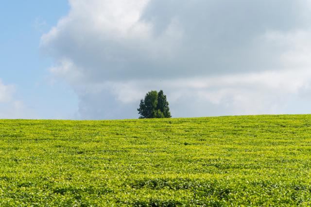 (260101) -- KIAMBU, Jan. 1, 2026 (Xinhua) -- This photo taken on Jan. 1, 2026 shows the scenery in Kiambu, Kenya. (Xinhua/Xie Jianfei)