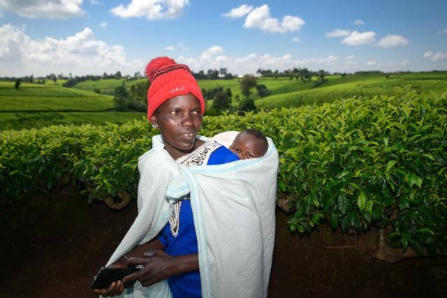(260101) -- KIAMBU, Jan. 1, 2026 (Xinhua) -- A tea farmer carries a baby on her back at a tea garden in Kiambu, Kenya, Jan. 1, 2026. (Xinhua/Yang Guang)