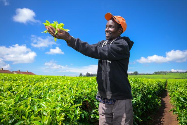 (260101) -- KIAMBU, Jan. 1, 2026 (Xinhua) -- A man picks tea leaves at a tea garden in Kiambu, Kenya, Jan. 1, 2026. (Xinhua/Yang Guang)