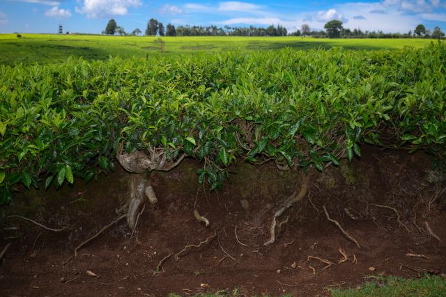 (260101) -- KIAMBU, Jan. 1, 2026 (Xinhua) -- This photo taken on Jan. 1, 2026 shows the scenery of a tea garden in Kiambu, Kenya. (Xinhua/Yang Guang)